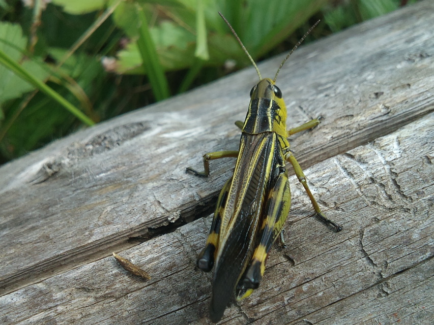 Arcyptera fusca - szép hegyisáska