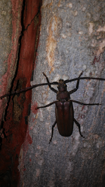 Aegosoma scabricorne - diófacincér