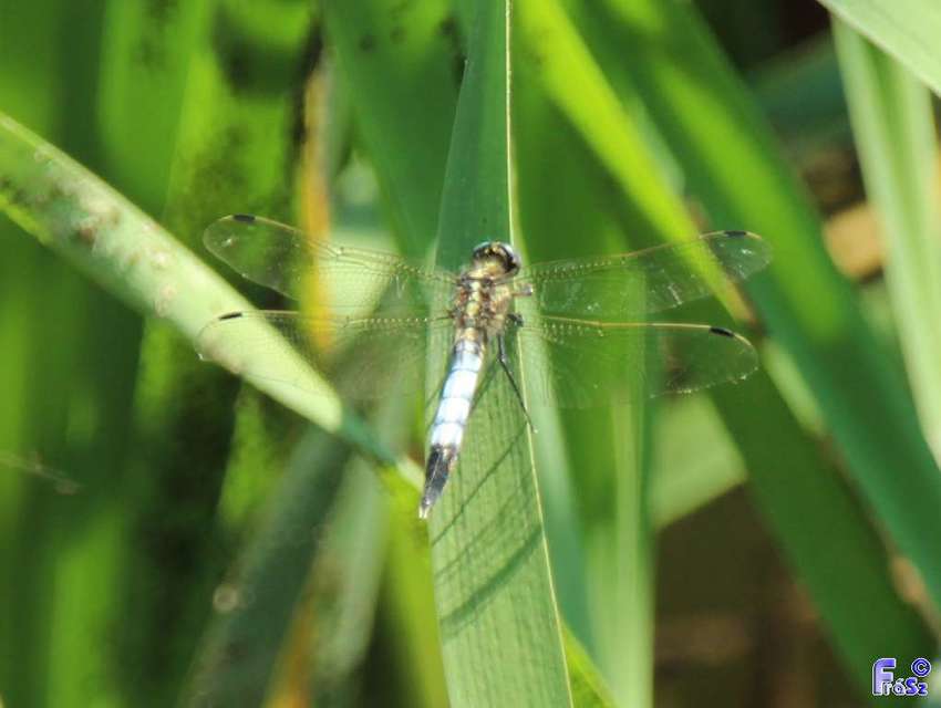 Orthetrum albistylum - fehérfarkú pásztorszitakötő