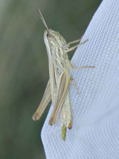 Euchorthippus declivus - rövidszárnyú rétisáska