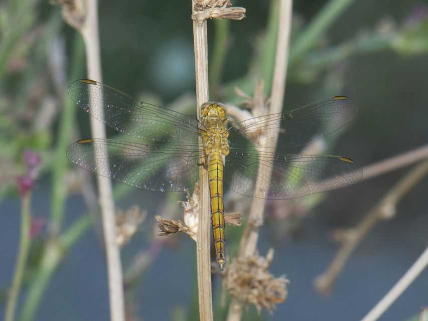 Orthetrum coerulescens - karcsú pásztorszitakötő