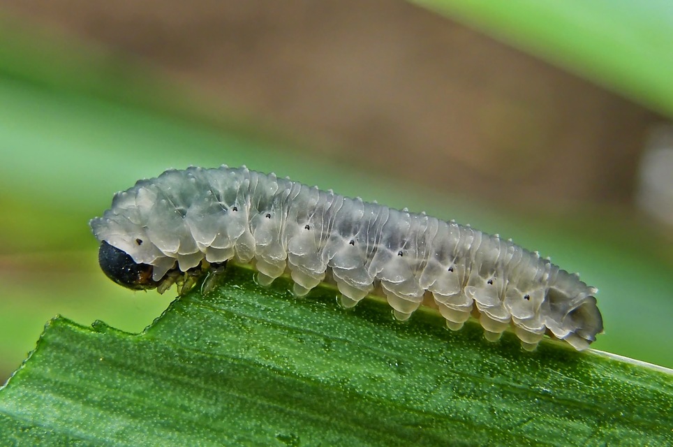 Rhadinoceraea reitteri - nagy nőszirom-levéldarázs