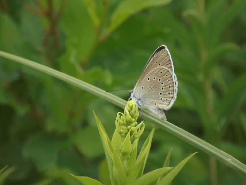 Phengaris teleius - vérfű-hangyaboglárka