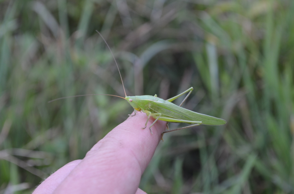 Ruspolia nitidula - nagy kúpfejűszöcske
