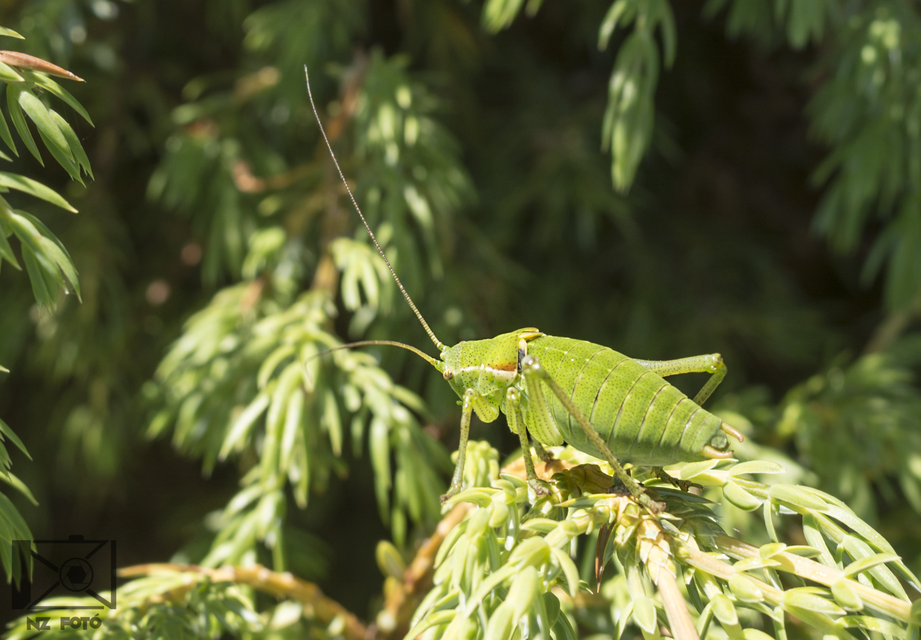 Poecilimon affinis