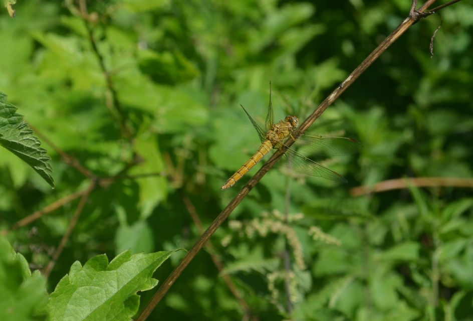 Orthetrum coerulescens - karcsú pásztorszitakötő