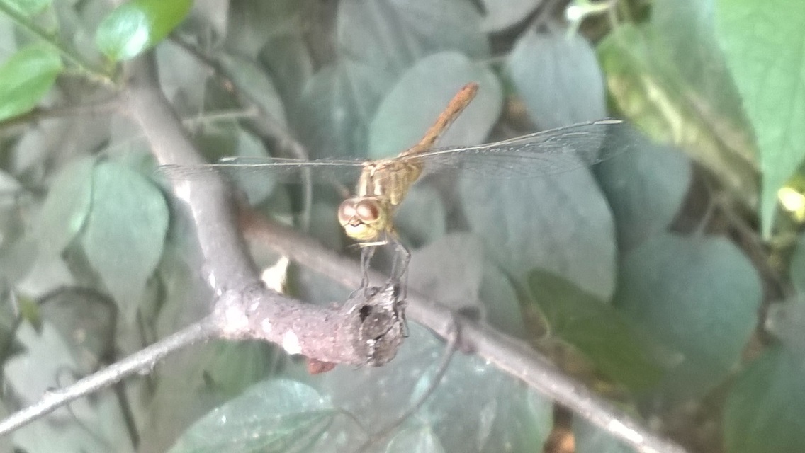 Sympetrum meridionale - fakó katona-szitakötő