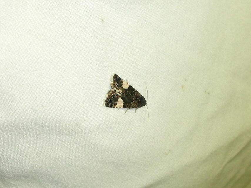 Tyta luctuosa - fekete nappalibagoly