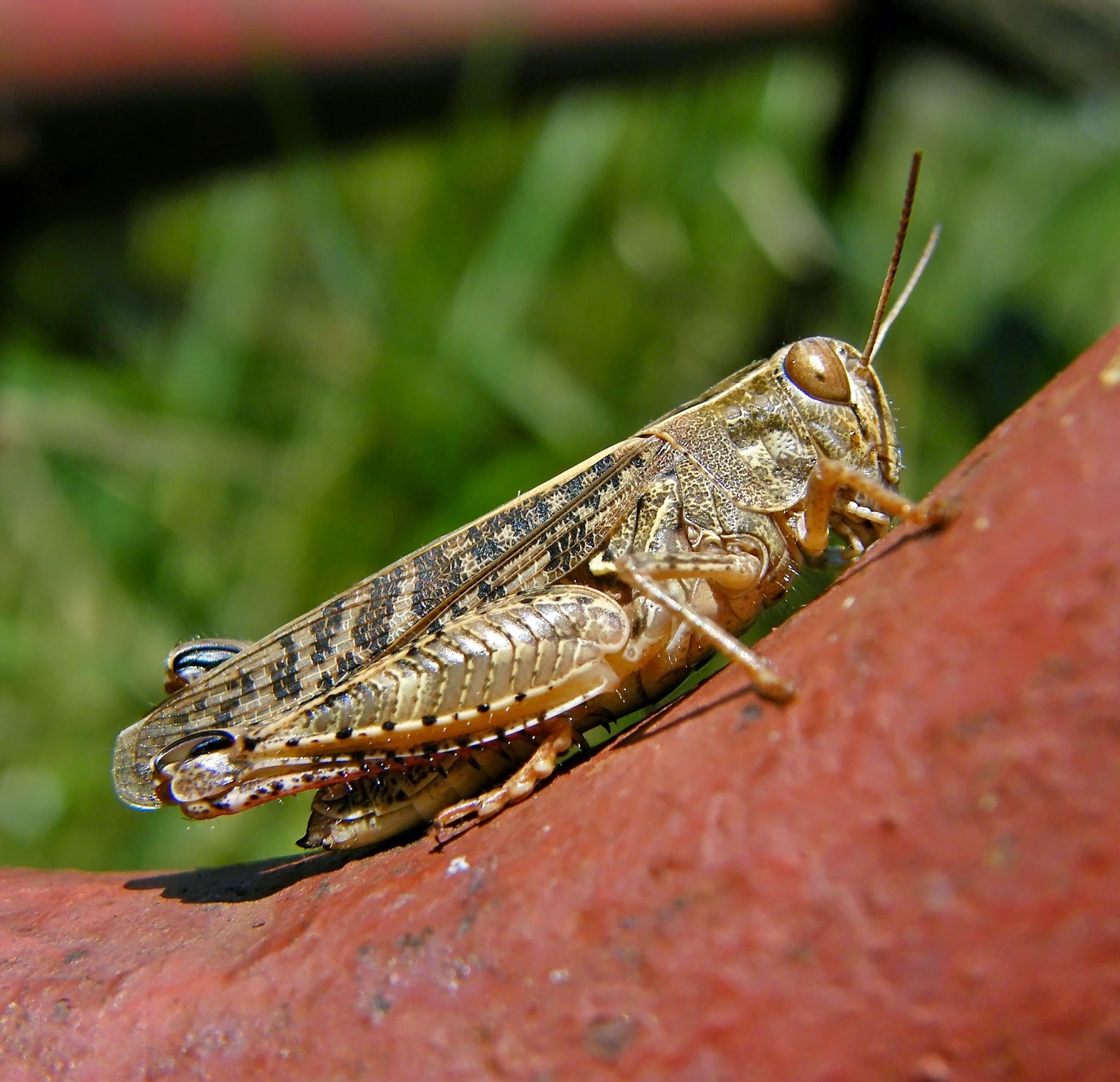 Calliptamus italicus - olaszsáska
