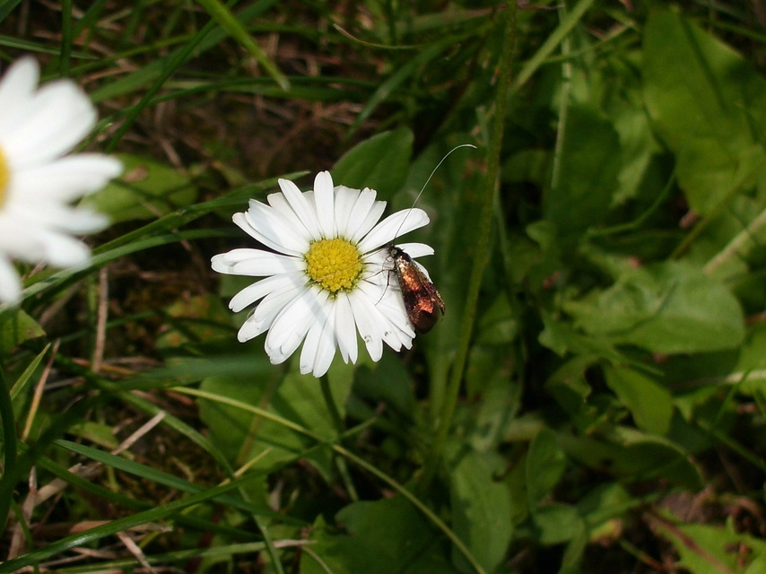 Nemophora fasciella - feketesávú tőrösmoly