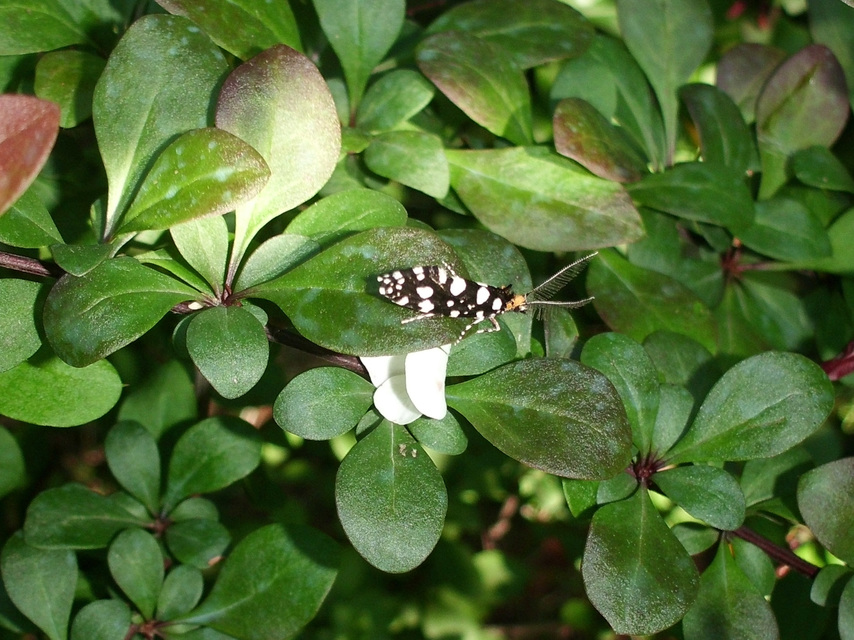 Euplocamus anthracinalis - fésűscsápú korhadékmoly