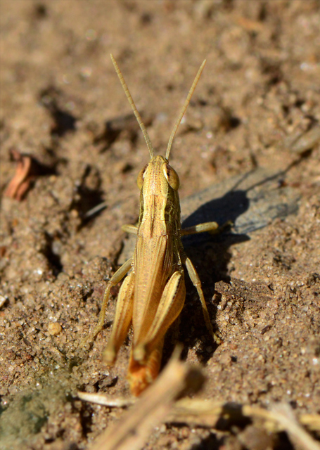 Euchorthippus declivus - rövidszárnyú rétisáska