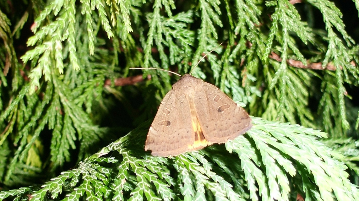 Noctua comes - kis sárgafűbagoly