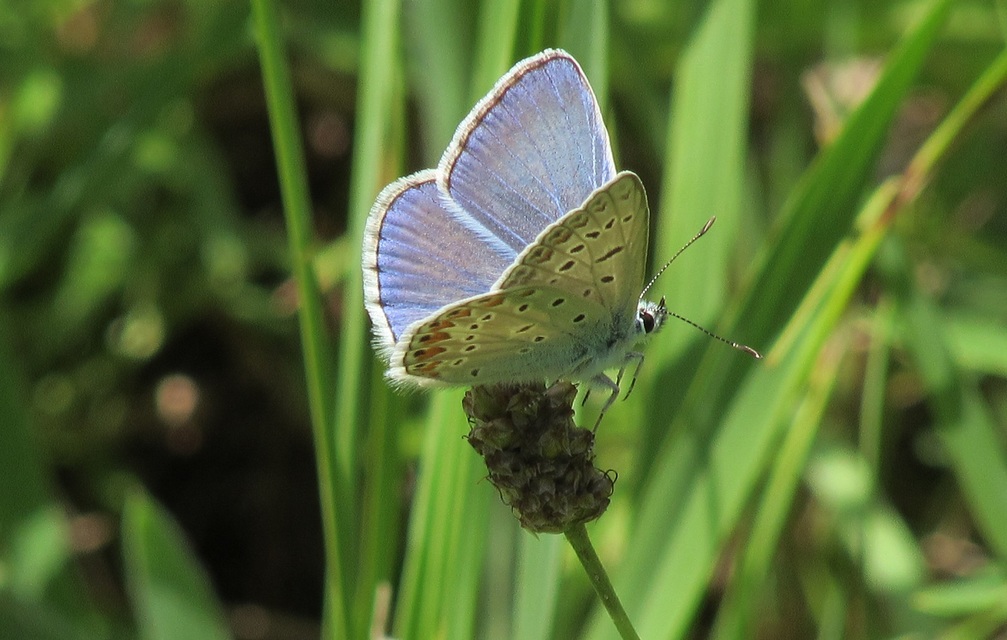 Polyommatus icarus - közönséges boglárka