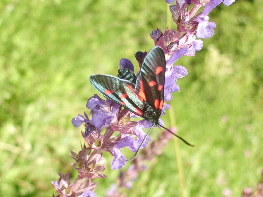 Zygaena