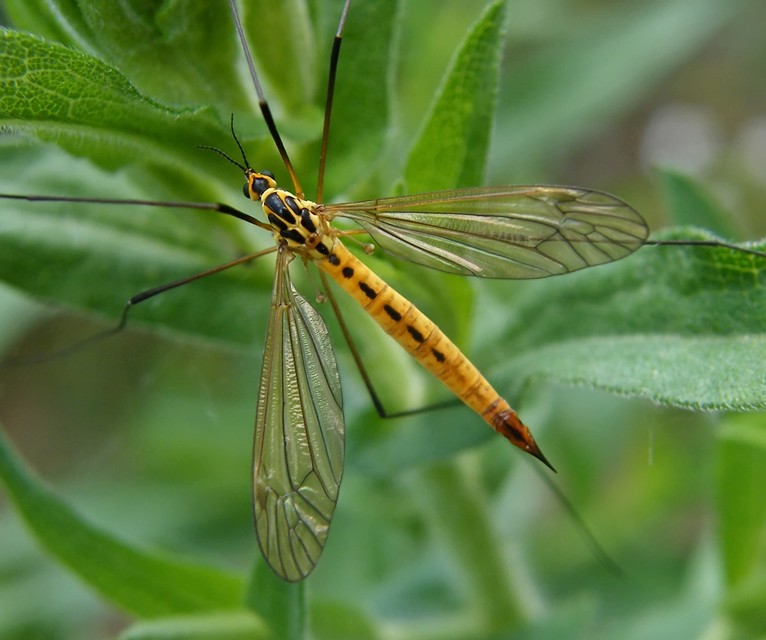 Nephrotoma flavescens