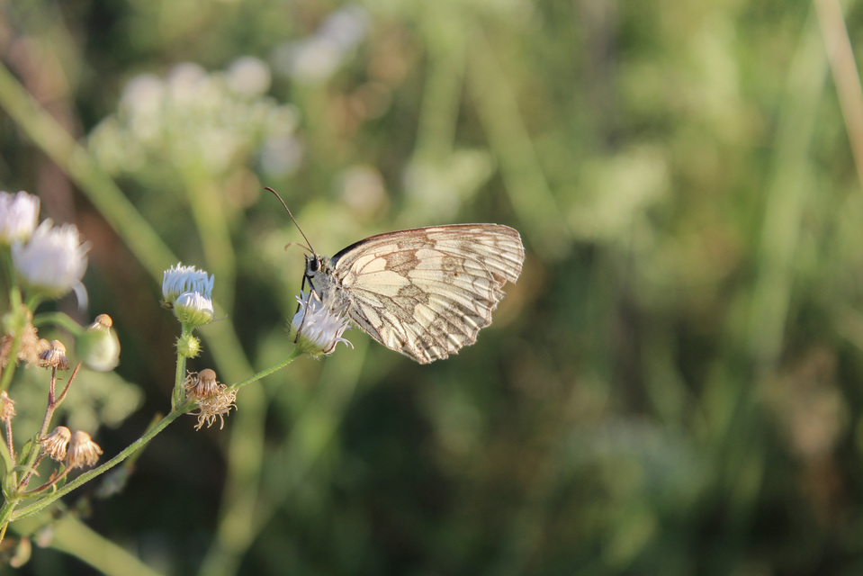 Melanargia galathea - sakktáblalepke