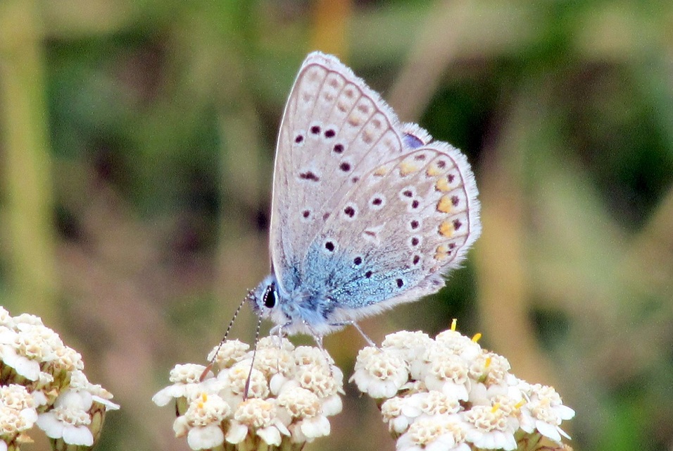 Polyommatus icarus - közönséges boglárka