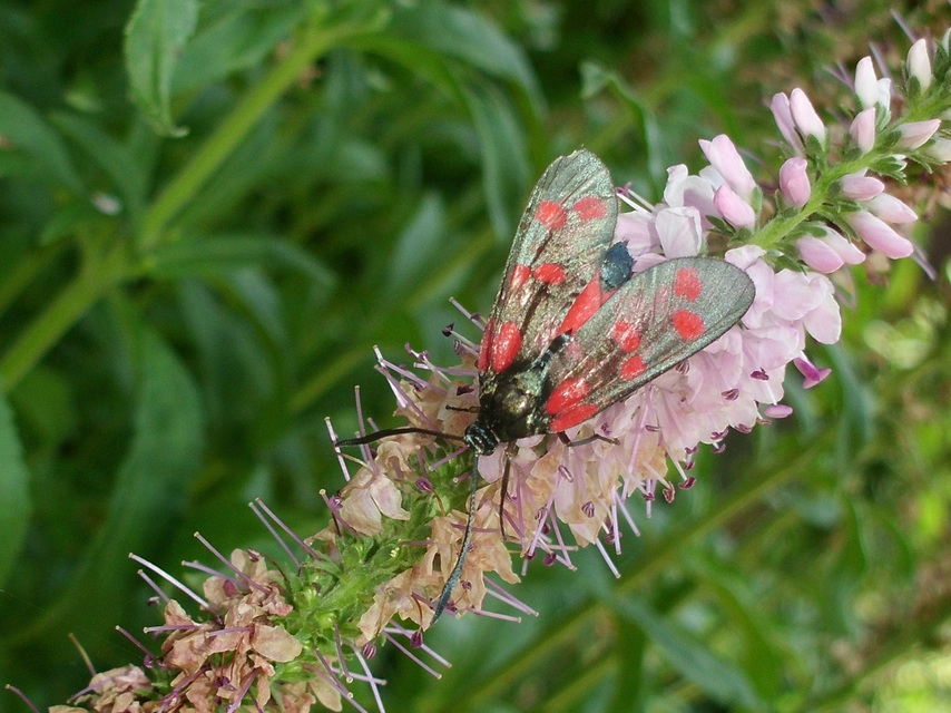 Zygaena filipendulae - acélszínű csüngőlepke