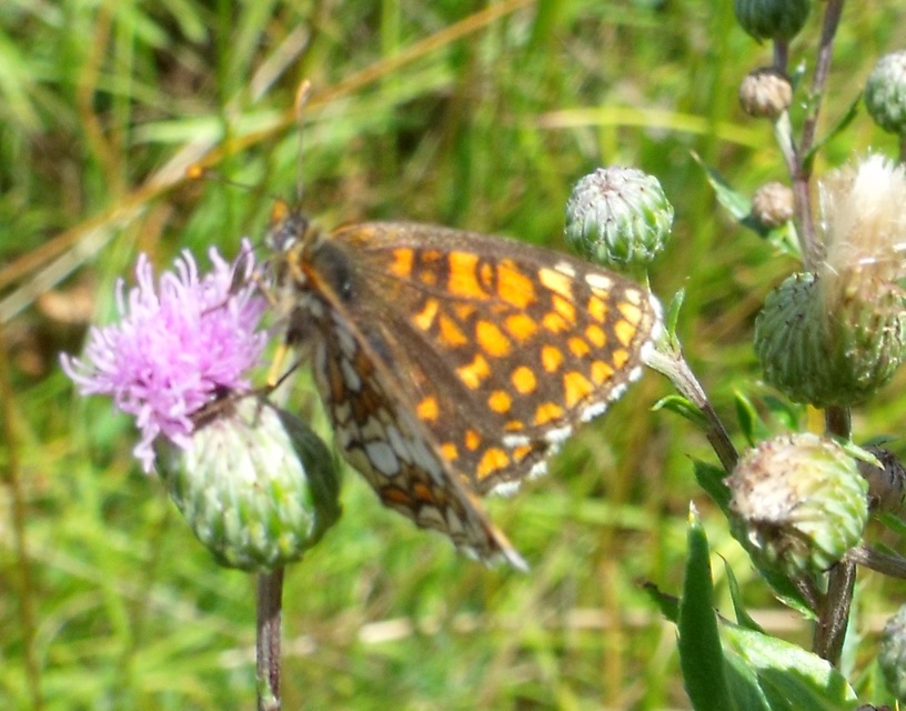 Melitaea athalia - közönséges tarkalepke