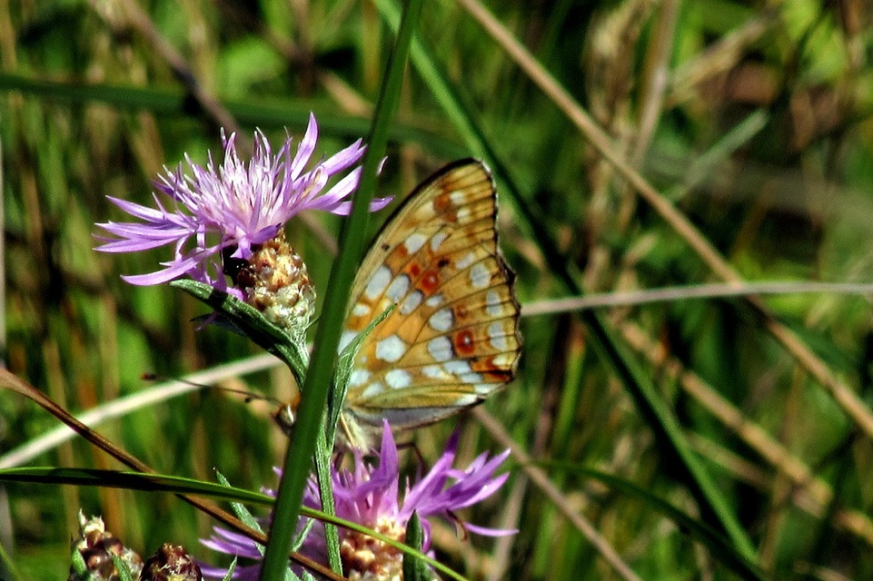 Argynnis adippe - ezüstös gyöngyházlepke