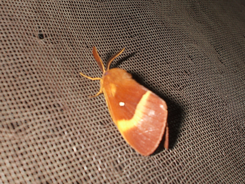 Lasiocampa quercus - tölgyfaszövő