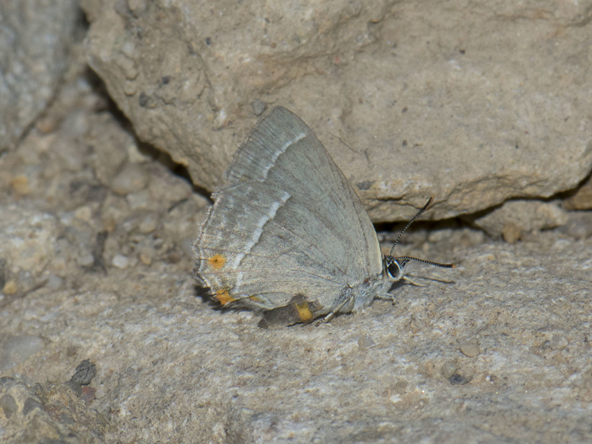 Neozephyrus quercus - tölgyfalepke