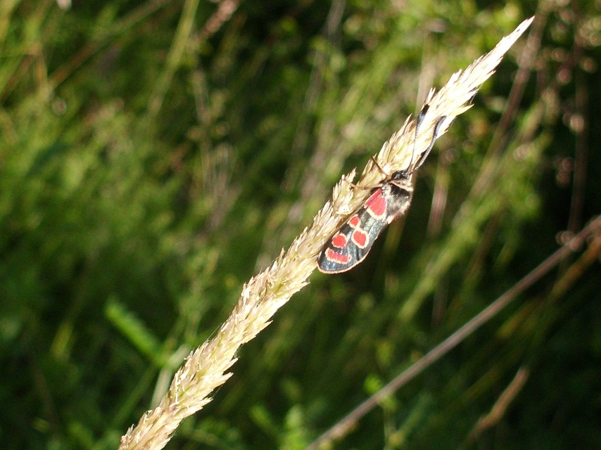 Zygaena carniolica - fehérgyűrűs csüngőlepke