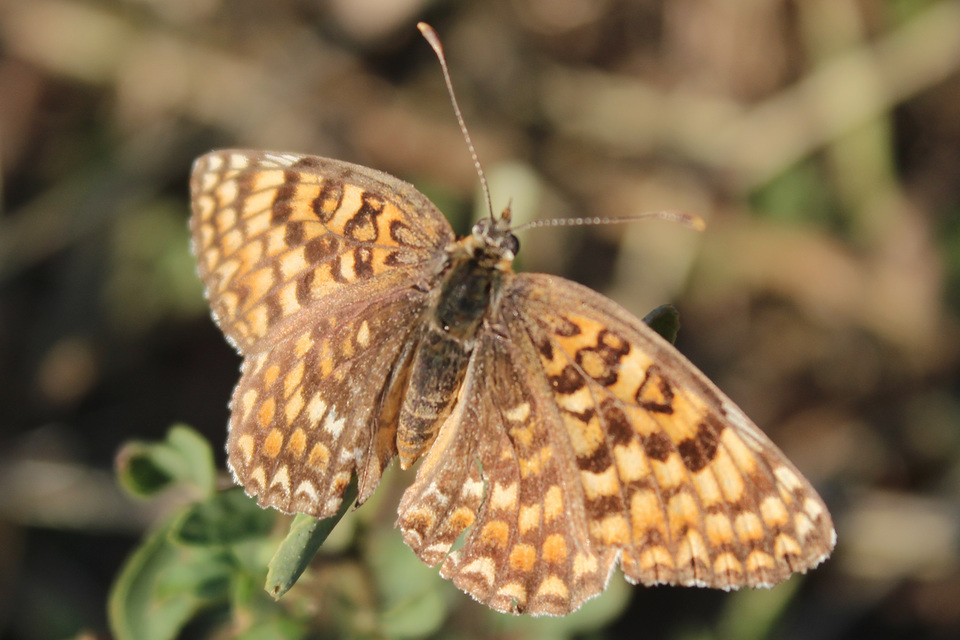 Melitaea phoebe - nagy tarkalepke