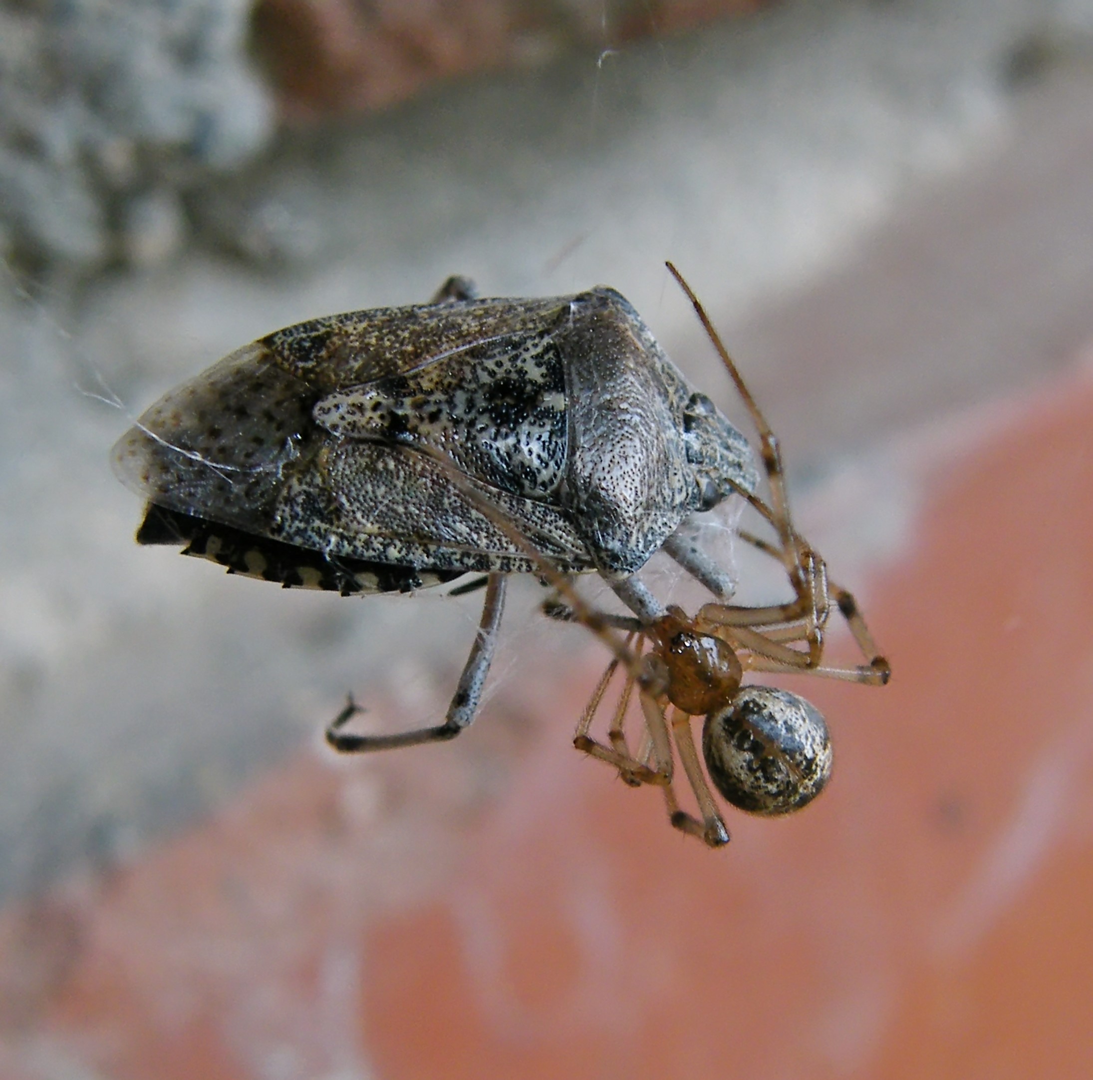 Parasteatoda tepidariorum - üvegházi törpepók