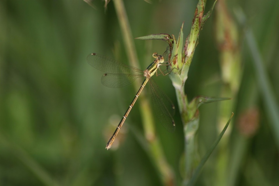 Lestes barbarus - foltosszárnyjegyű rablószitakötő