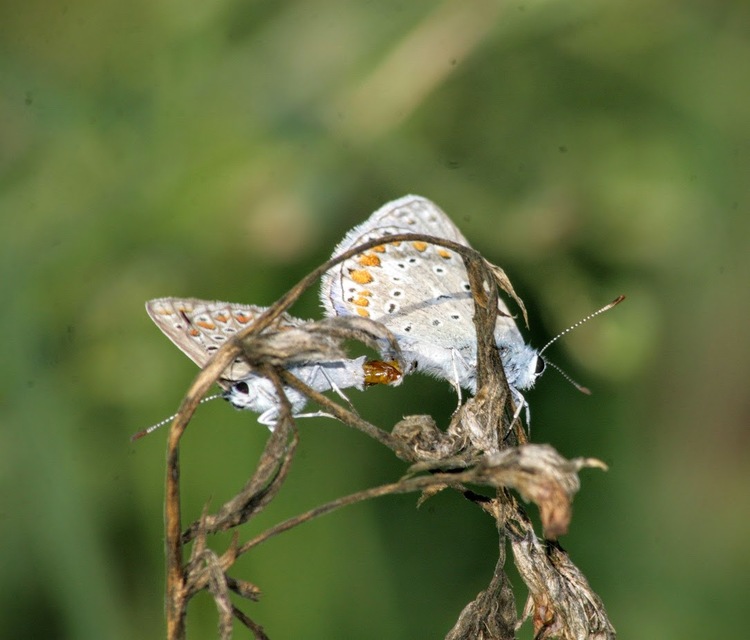 Polyommatus icarus - közönséges boglárka