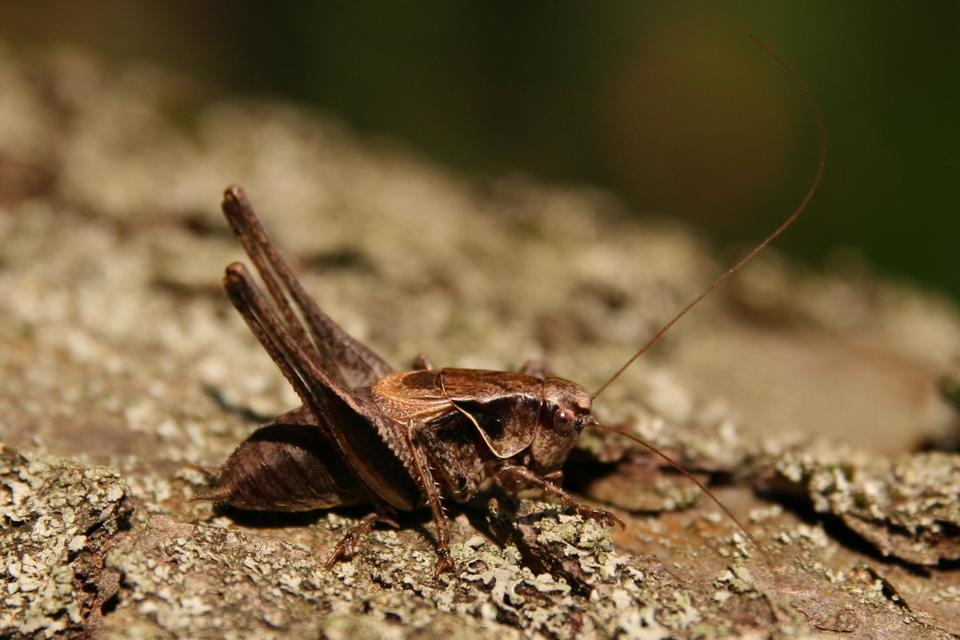 Pholidoptera griseoaptera - szürke avarszöcske