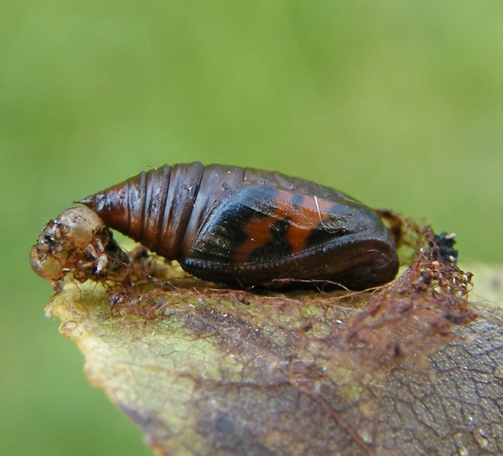 Lomaspilis marginata - szegélyes nyárfaaraszoló