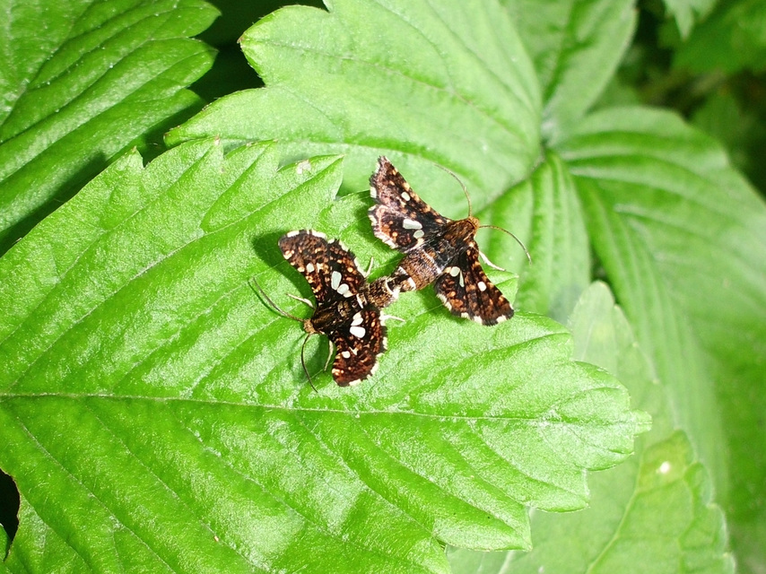 Thyris fenestrella - gyakori ablakosmoly