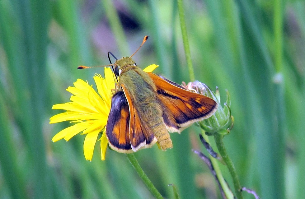 Ochlodes sylvanus - erdei busalepke