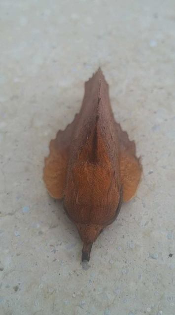 Gastropacha quercifolia - tölgylevélpohók