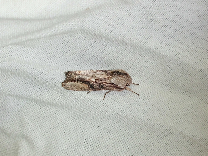 Egira conspicillaris - változékony szürkebagoly