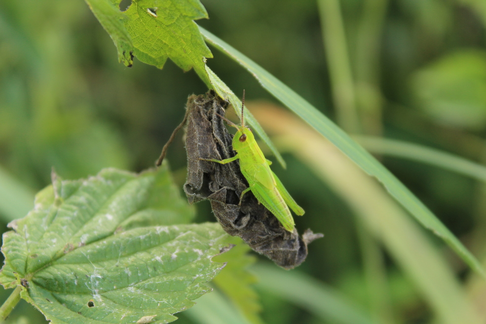 Mecostethus parapleurus - hagymazöld sáska