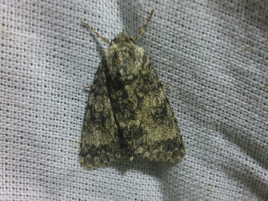 Acronicta megacephala - nagyfejű szigonyosbagoly