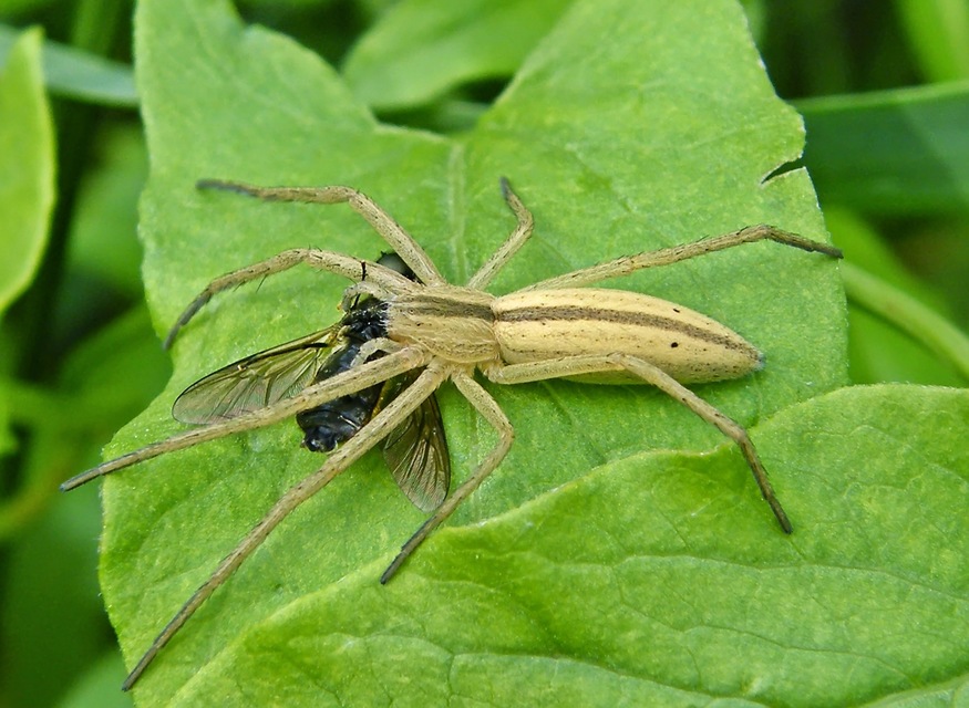 Tibellus