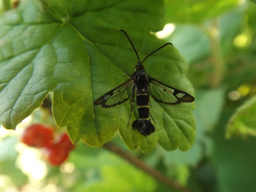 Synanthedon tipuliformis - ribizkeszitkár