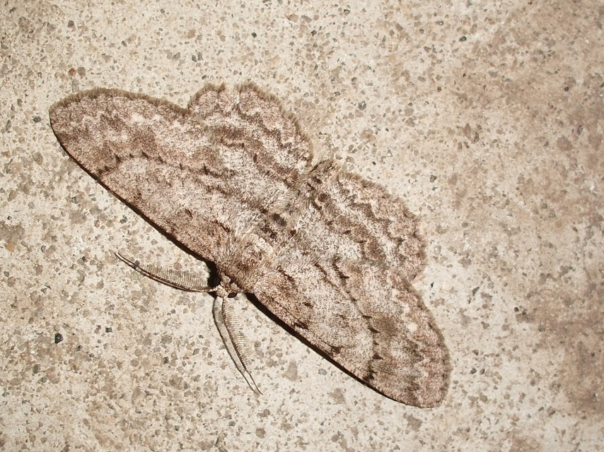 Hypomecis punctinalis - pettyes faaraszoló
