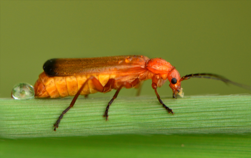 Rhagonycha fulva - feketevégű lágybogár
