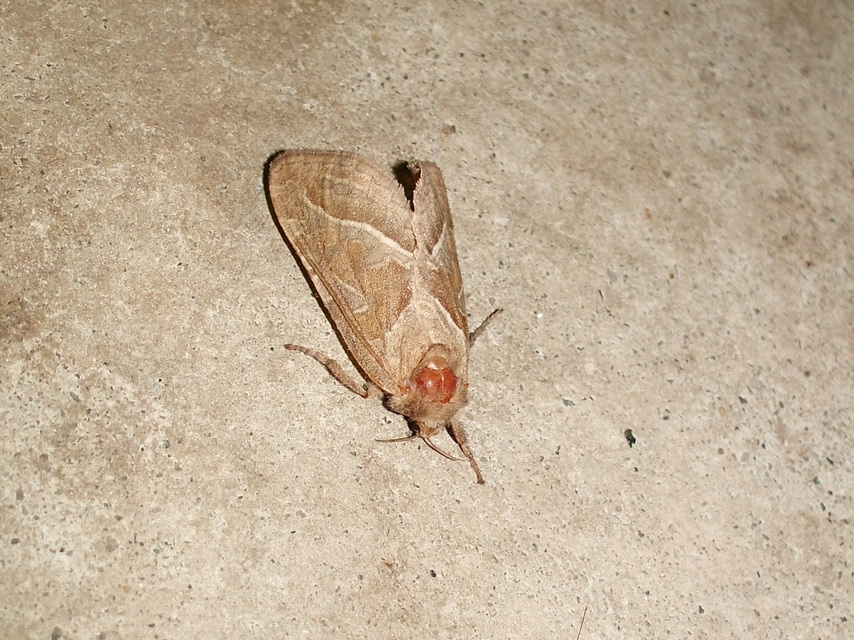 Triodia sylvina - kis gyökérrágólepke