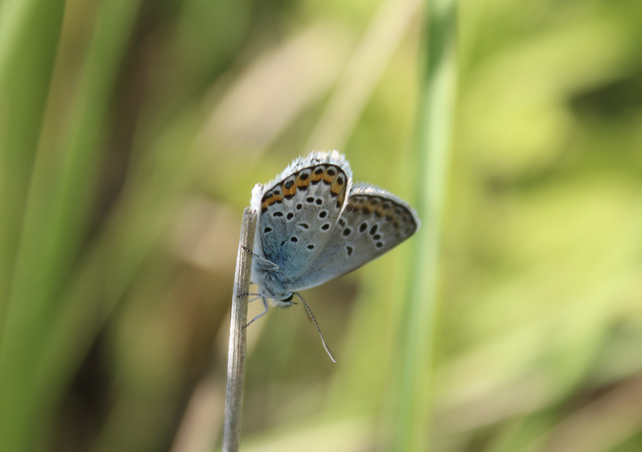 Plebejus argus - ezüstös boglárka