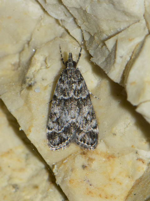 Scopariinae