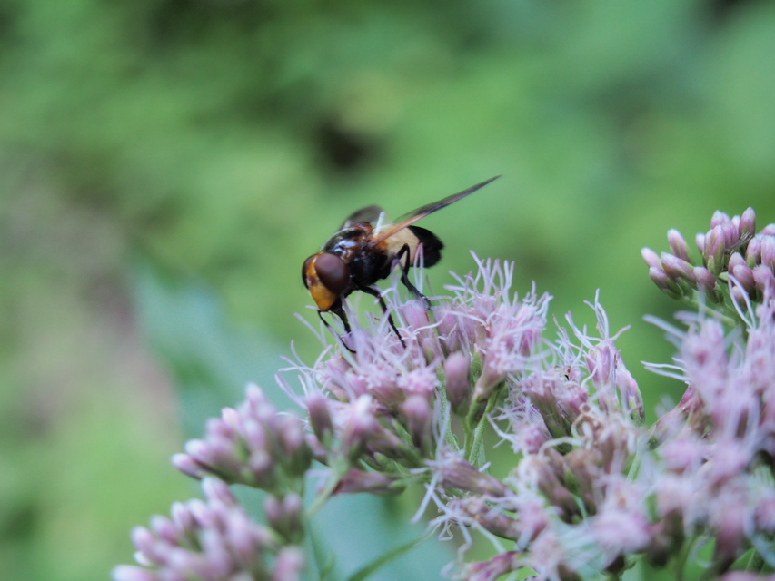 Volucella pellucens - üvegpotrohú pihelégy