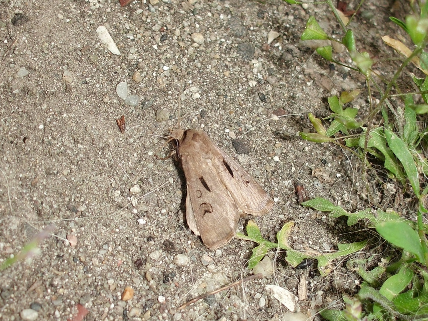Agrotis exclamationis - felkiáltójeles földibagoly