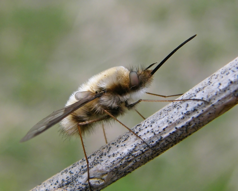 Bombylius major - szegélyes pöszörlégy